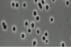 Polycarbonate Membrane Filter (Polycarbonate Type)